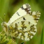 image of animal