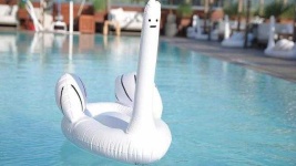 image of swan