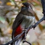 image of bird