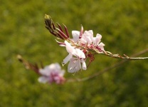 image of flower