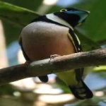 image of bird