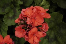 image of flower