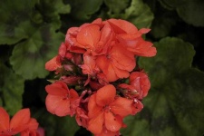 image of geranium #2