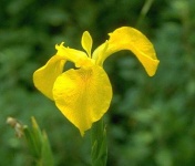 image of yellow_iris #21