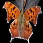 image of animal