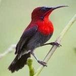 image of bird