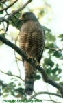 image of kite
