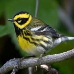 image of bird