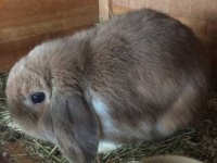 image of animal