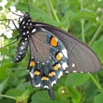 image of animal