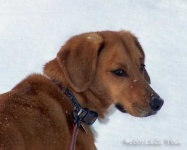 image of redbone