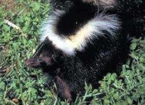 image of skunk