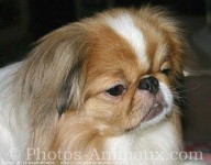 image of japanese_spaniel