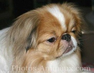 image of japanese_spaniel #8