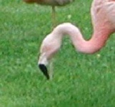 image of animal