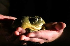 image of bullfrog