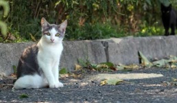 image of feral_cats