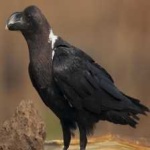 image of bird