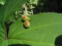 image of tick