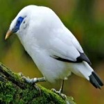 image of bird