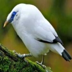 image of bali_starling #28