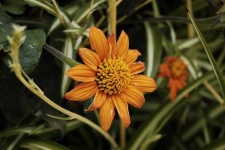 image of flower