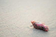 image of sea_cucumber