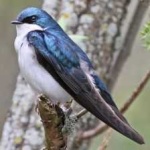 image of bird