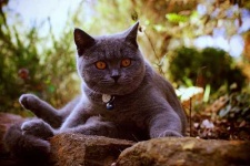 image of animal