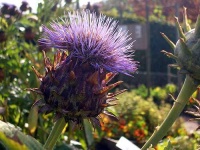 image of cardoon