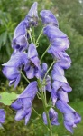 image of flower
