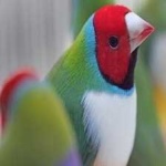 image of bird