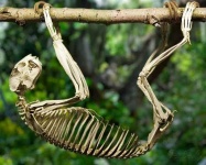 image of sloth