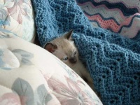image of siamese_cat