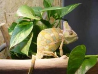 image of african_chameleon