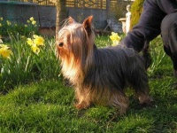 image of yorkshire_terrier