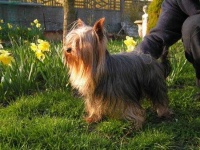 image of yorkshire_terrier #11