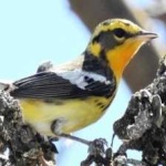 image of bird
