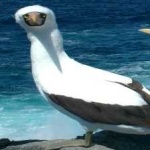 image of bird