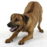image of animal