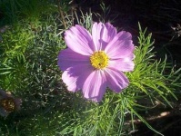 image of flower