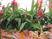 image of house_plant