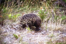image of echidna