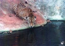 image of jaguar_car