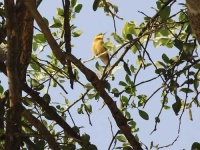 image of bee_eater #24