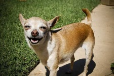 image of chihuahua