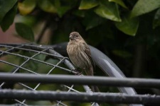 image of house_finch