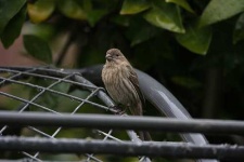 image of house_finch #28