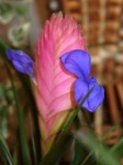 image of flower