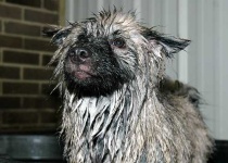image of irish_wolfhound
